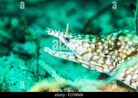 Dragon-Aal (Enchelycore Pardalis), Einschüchterung durch Mund zu öffnen.  Auf Kashiwajima Insel, Otuski, Kochi, Shikoku, Japan. Stockfoto