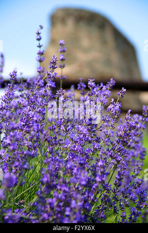 Lavendel in Nachbarschaft der Sacra di San Michele, eine sehr alte religiöse Komplex, im Piemont, Norditalien. Stockfoto