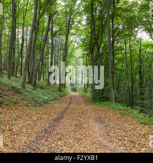 Ein Weg zwischen Bäumen im Wald in den Sommermonaten Herbstsaison Stockfoto