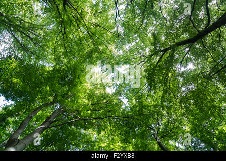 Einem niedrigen Winkel Blick auf Baumkronen in einem Wald mit Platz für text Stockfoto