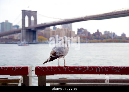 Möwe sitzt auf einem Geländer vor der Brooklyn Bridge in New York, NY, USA. Stockfoto