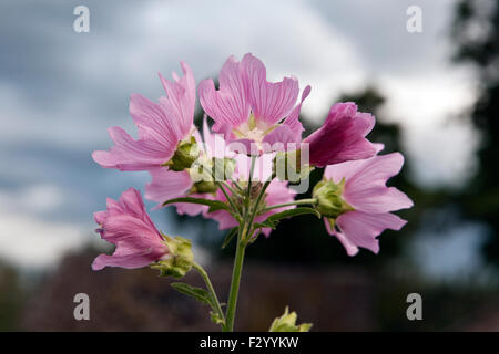 Malva Alcea, größere Moschusmalve, Schnitt-leaved Malve, Eisenkraut Malve oder Stockrose Malve Stockfoto