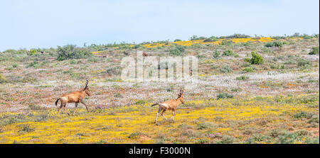 Zwei Kuhantilopen zwischen einheimischen Blumen neben der Straße zwischen Skilpad im Namaqua National Park und Soebatsfontein Stockfoto