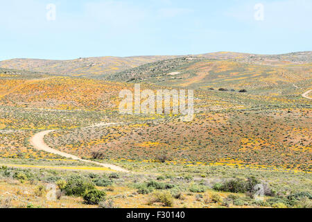 Orange und gelbe Blumen umgeben den Dach des Namaqualandes Trail zwischen Skilpad im Namaqua National Park und Soebatsfontein Stockfoto