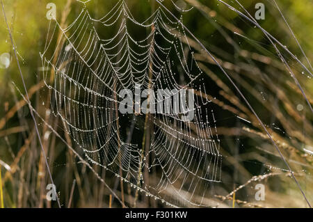 Spinne im Netz mit Tröpfchen aus Morgentau Stockfoto