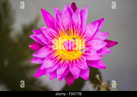 Rosa Lotusblume mit Biene Stockfoto