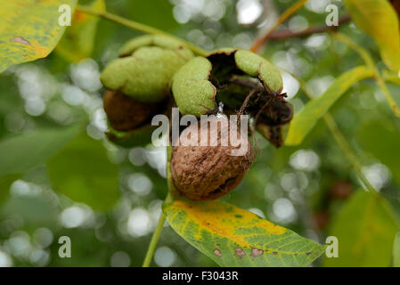 Walnuss Baum Früchte im Frühherbst Stockfoto