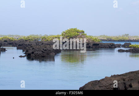 Los Tunneles (Lava-Formationen zwischen Mangroven und offene Meer), Isabela Island, Galapagos-Inseln Stockfoto