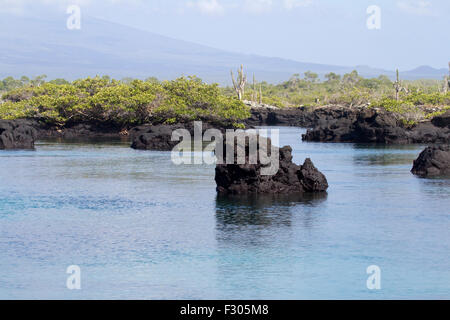 Los Tunneles (Lava-Formationen zwischen Mangroven und offene Meer), Isabela Island, Galapagos-Inseln Stockfoto