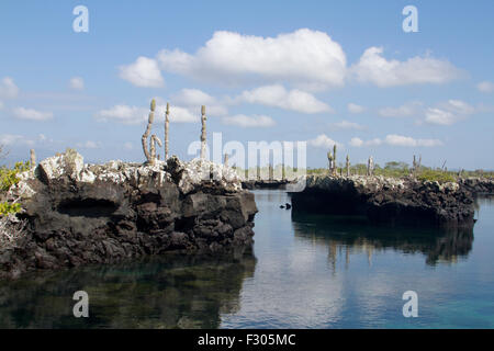 Los Tunneles (Lava-Formationen zwischen Mangroven und offene Meer), Isabela Island, Galapagos-Inseln Stockfoto