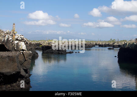 Los Tunneles (Lava-Formationen zwischen Mangroven und offene Meer), Isabela Island, Galapagos-Inseln Stockfoto