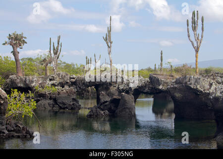 Los Tunneles (Lava-Formationen zwischen Mangroven und offene Meer), Isabela Island, Galapagos-Inseln Stockfoto