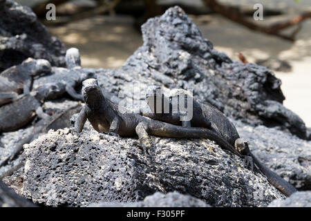 Galapagos-Meerechsen auf den Strand, Isabela Island, Galapagos-Inseln Stockfoto