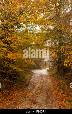 Schönen Herbstfarben in Griechenland. Stockfoto