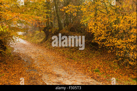Beautiful autumn colors in Greece, in the region of Grevena. Stockfoto