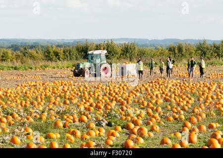 King's Lynn, Norfolk, Großbritannien. 26. September 2015. UK-Wetter - ermöglicht ein schönen sonniger Tag ernten was vorhergesagt wird, um eine gute Qualität Kürbis Ernte rechtzeitig zu Halloween am 31. Oktober kommt man zu den Geschäften. Es wird voraussichtlich Anfang nächster Woche sonnigen Morgen mit viel schönem Wetter bleiben. Bildnachweis: SJ Bilder/Alamy Live-Nachrichten Stockfoto