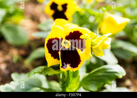 Gelbe Stiefmütterchen Blüten im Mae Fah Luang Garden, suchen Sie auf Doi Tung, Thailand Stockfoto