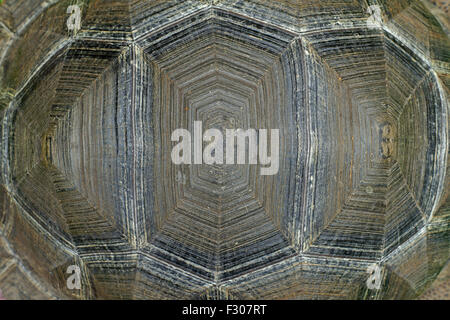 ein Schildpatt als Hintergrund oder Textur Stockfoto