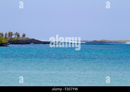 Tortuga Bay, Santa Cruz Island, Galapagos-Inseln Stockfoto