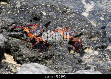 Sally Lightfoot Krabben (Grapsus Grapsus), Tortuga Bay, Santa Cruz Island, Galapagos-Inseln Stockfoto