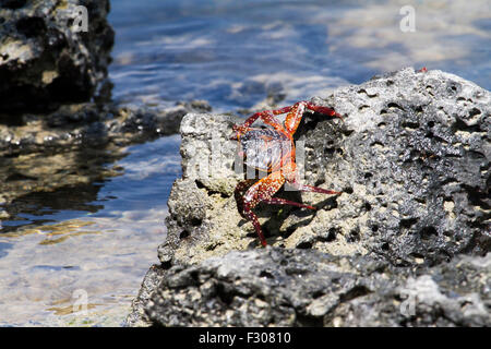 Sally Lightfoot Krabben (Grapsus Grapsus), Tortuga Bay, Santa Cruz Island, Galapagos-Inseln Stockfoto