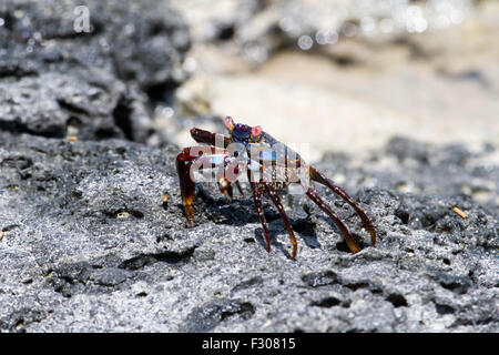 Sally Lightfoot Krabben (Grapsus Grapsus), Tortuga Bay, Santa Cruz Island, Galapagos-Inseln Stockfoto