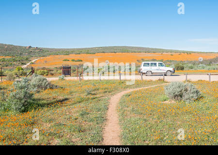 SKILPAD, Südafrika - 14. August 2015: Große Felder orange Daisies prägen die Landschaft des Nationalparks Namaqua bei S Stockfoto