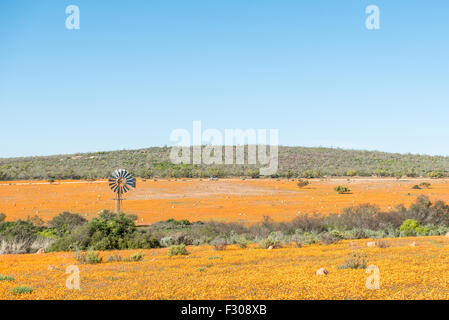 SKILPAD, Südafrika - 14. August 2015: Große Felder der indigenen orange Gänseblümchen erwarten den Besucher im Skilpad im Namaqua Nati Stockfoto