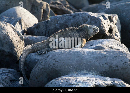 Galapagos Marine Iguana auf Felsen, La Loberia, San Cristobal Insel, Galapagos-Inseln Stockfoto