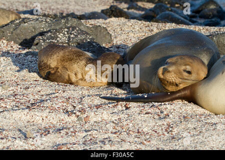 Galapagos-Seelöwen, La Loberia, San Cristobal Insel, Galapagos-Inseln Stockfoto