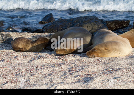 Galapagos-Seelöwen, La Loberia, San Cristobal Insel, Galapagos-Inseln Stockfoto