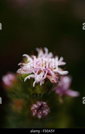 Serruria Aemula Var Congesta (Erdbeer Spiderhead) in voller Blüte, einen südafrikanischen Fynbos-Pflanze, die in freier Wildbahn ausgestorben ist Stockfoto