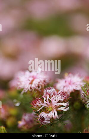 Serruria Aemula Var Congesta (Erdbeer Spiderhead) in voller Blüte, einen südafrikanischen Fynbos-Pflanze, die in freier Wildbahn ausgestorben ist Stockfoto