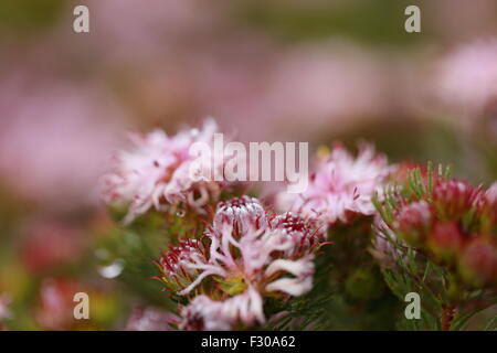 Serruria Aemula Var Congesta (Erdbeer Spiderhead) in voller Blüte, einen südafrikanischen Fynbos-Pflanze, die in freier Wildbahn ausgestorben ist Stockfoto