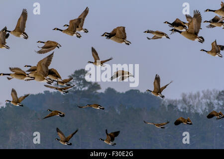 Kanada Gänse nehmen Flug über einem gefrorenen Worcester County Maryland, als es begann zu schneien Stockfoto