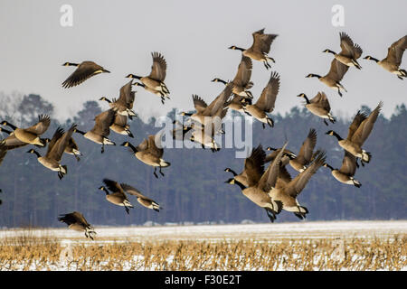 Kanadagänse übernehmen verschneiten Stoppeln an einem bitteren Tag auf Delmarva Flug. Stockfoto