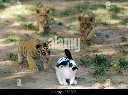 Peking, China Shandong Provinz. 26. Sep 2015. Tiger und Löwe Jungtiere jagen ein Kaninchen in Qingdao Wald Wildlife World in Qingdao, der ostchinesischen Provinz Shandong, 26. September 2015. Sieben Manchurian Tigerbabys und vier afrikanischen Löwenbabys, die die alle drei Monate alt sind, trafen sich vor kurzem mit der Presse. © Yu Fangping/Xinhua/Alamy Live-Nachrichten Stockfoto