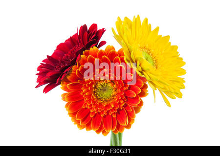 Bouquet von Gerbera auf weißem Hintergrund Stockfoto