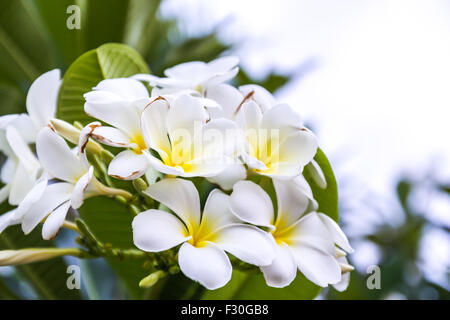 Weiße und gelbe Frangipani Blüten oder Plumeria Stockfoto