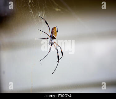 Golden Orb Spider Columbia in South Carolina, Stockfoto