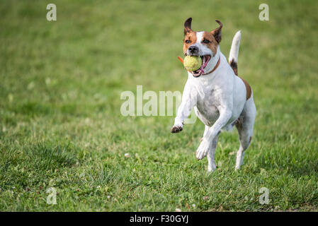 Dänisch schwedischer Hofhund holen mit einem Tennisball zu spielen. Stockfoto