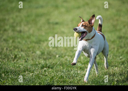 Dänisch schwedischer Hofhund holen mit einem Tennisball zu spielen. Stockfoto