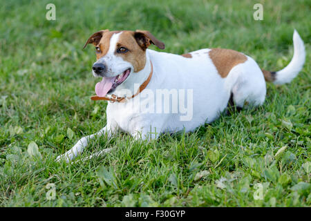 Dänisch schwedischer Hofhund spielen holen. Stockfoto