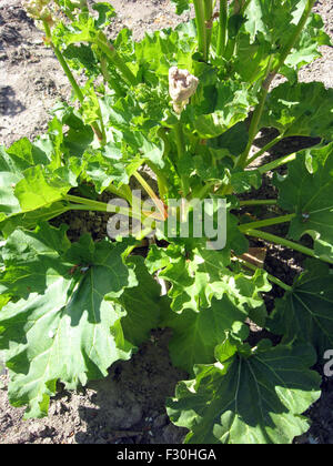 großer Strauch mit Rhabarber im Sommer Stockfoto