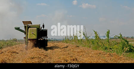 Mähdrescher auf einem Feld Hafer arbeiten Stockfoto