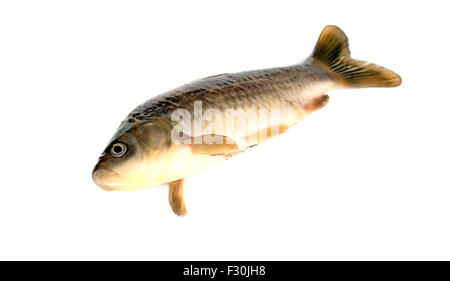 Frisch Fisch Karausche (Carassius Auratus Gibelio) isoliert auf weiss Stockfoto