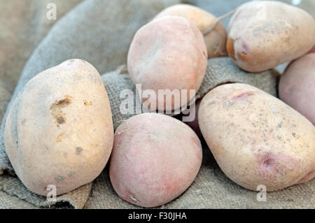 eine neue Ernte von Kartoffeln. Nahaufnahme Stockfoto