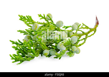 Wacholder Pflanze mit Beeren ist isoliert auf weißem Hintergrund, Nahaufnahme Stockfoto