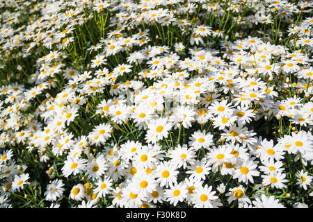 Schöne weiße Daisy am Doi Inthanon, Chiangrai, Thailand Stockfoto