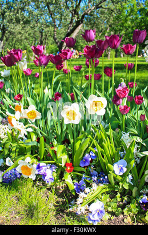 Garten mit verschiedenen Blumen: Tulpen, Narzissen, Stiefmütterchen. Stockfoto